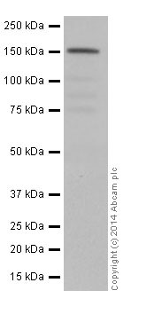 Western blot - Anti-NUP155 antibody [EPR17111] - BSA and Azide free (AB251277), expandable thumbnail