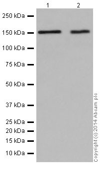 Western blot - Anti-NUP155 antibody [EPR17111] - BSA and Azide free (AB251277), expandable thumbnail