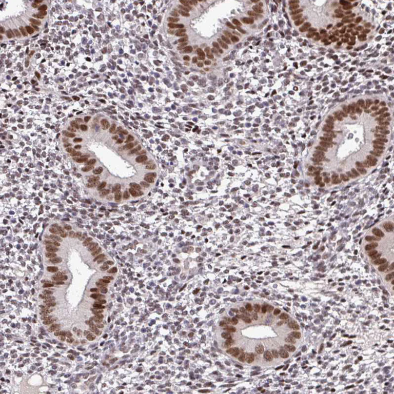 Immunohistochemistry (Formalin/PFA-fixed paraffin-embedded sections) - Anti-NUP188 antibody (AB204490)