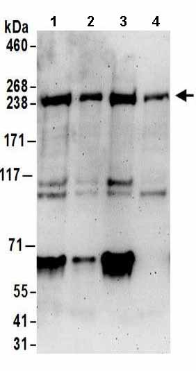 Western blot - Anti-NUP205 antibody (AB157090)