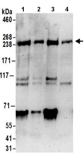 Western blot - Anti-NUP205 antibody (AB157090)