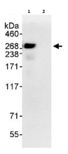 Immunoprecipitation - Anti-NUP214 antibody (AB264143)