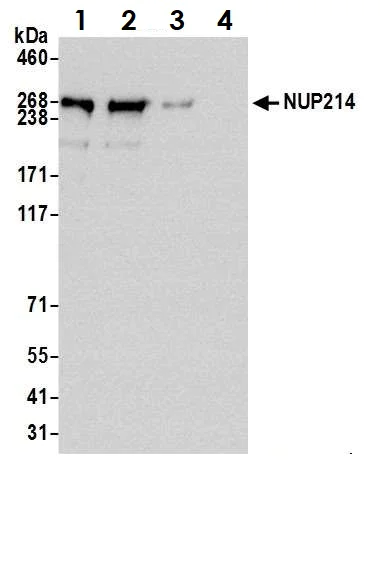 Immunoprecipitation - Anti-NUP214 antibody (AB70497)