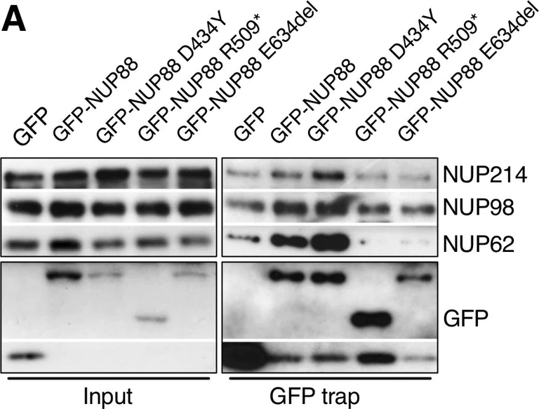 Western blot - Anti-NUP214 antibody (AB70497)