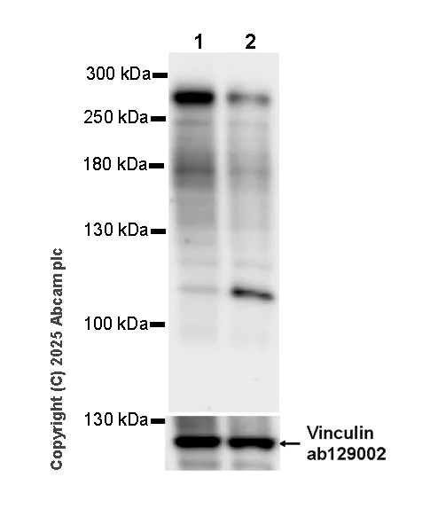 Western blot - Anti-NUP214 antibody [EPR29100-565]- BSA and Azide free (AB323814)