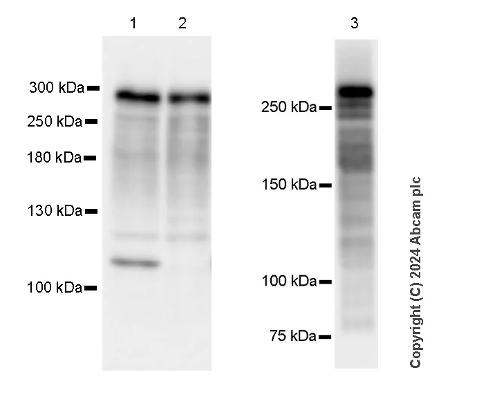 Western blot - Anti-NUP214 antibody [EPR29100-565]- BSA and Azide free (AB323814)