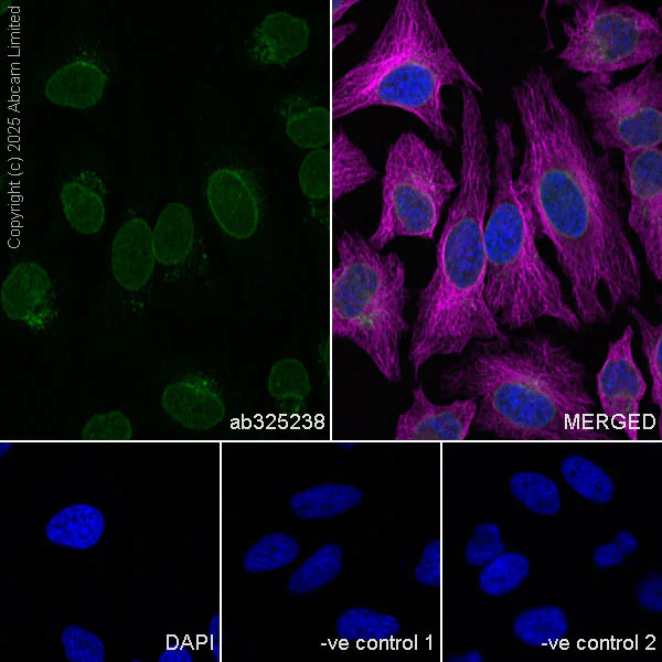 Immunocytochemistry/ Immunofluorescence - Anti-NUP214 antibody [EPR29100-623] (AB325238)