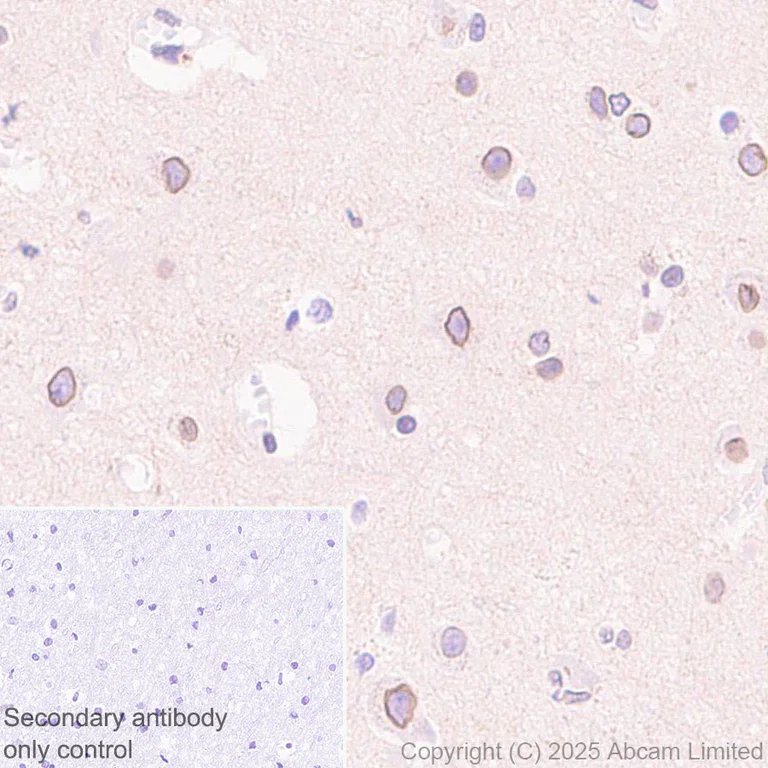 Immunohistochemistry (Formalin/PFA-fixed paraffin-embedded sections) - Anti-NUP214 antibody [EPR29100-623] (AB325238)