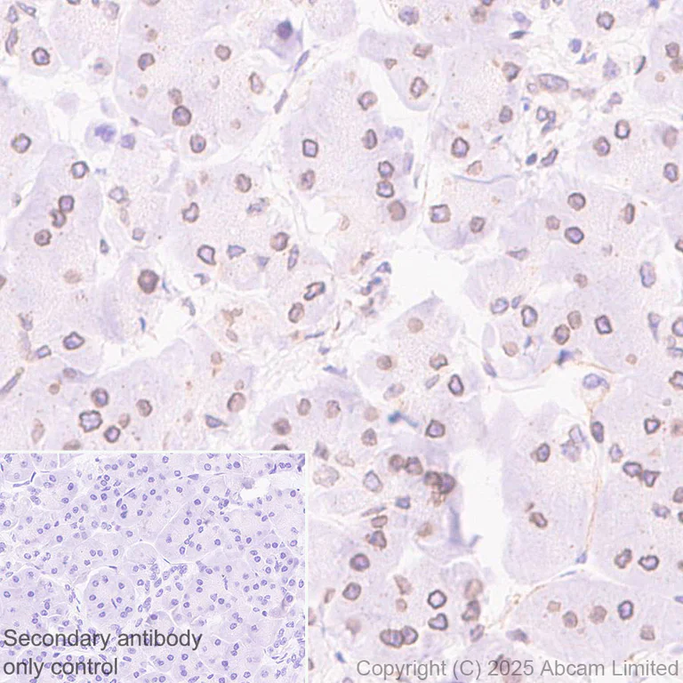 Immunohistochemistry (Formalin/PFA-fixed paraffin-embedded sections) - Anti-NUP214 antibody [EPR29100-623] (AB325238)