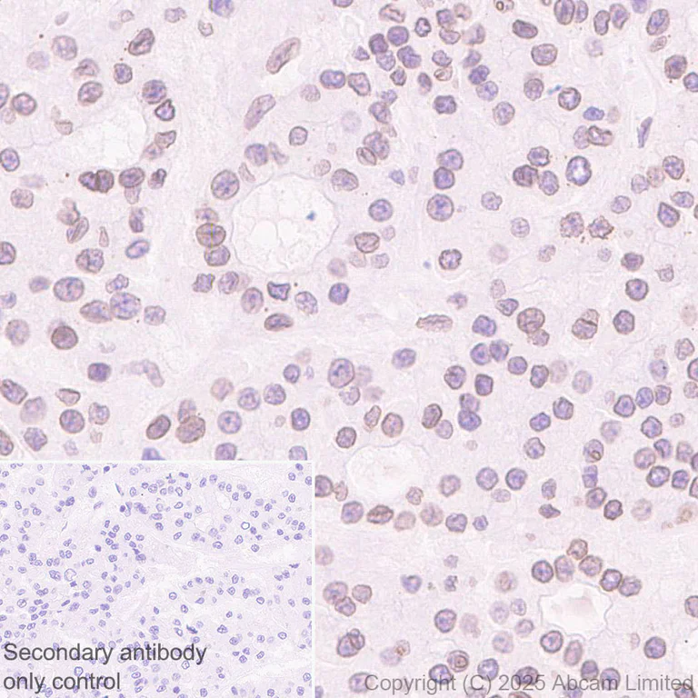 Immunohistochemistry (Formalin/PFA-fixed paraffin-embedded sections) - Anti-NUP214 antibody [EPR29100-623] - BSA and Azide free (AB325247)