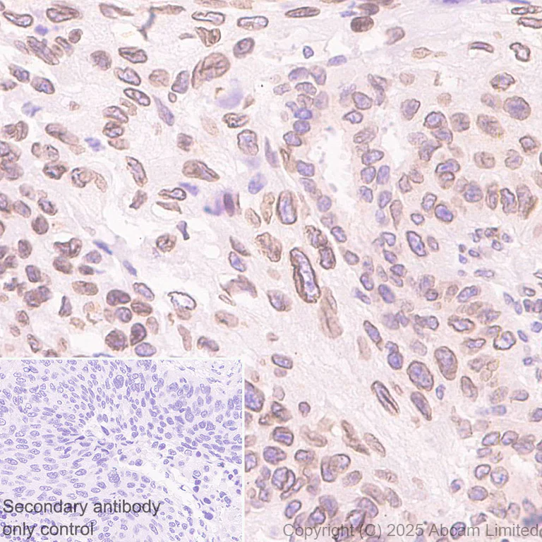 Immunohistochemistry (Formalin/PFA-fixed paraffin-embedded sections) - Anti-NUP214 antibody [EPR29100-623] - BSA and Azide free (AB325247)