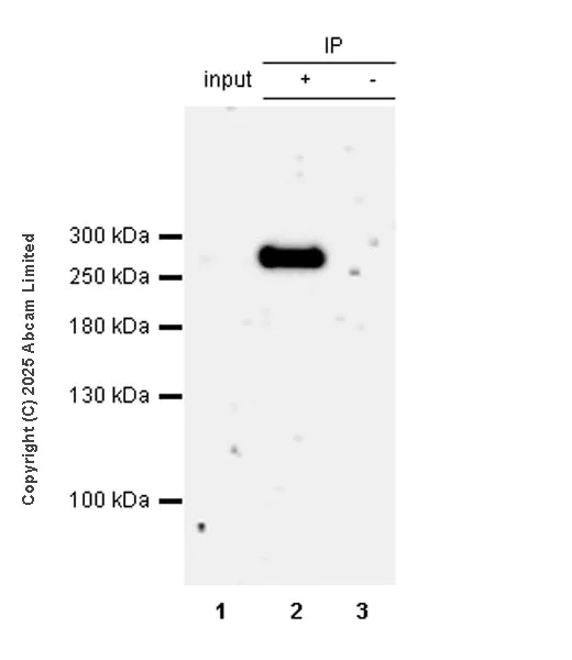 Immunoprecipitation - Anti-NUP214 antibody [EPR29100-623] - BSA and Azide free (AB325247)