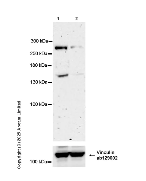 Western blot - Anti-NUP214 antibody [EPR29100-623] - BSA and Azide free (AB325247)