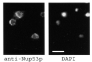 Immunocytochemistry/ Immunofluorescence - Anti-NUP35 antibody (AB11692), expandable thumbnail