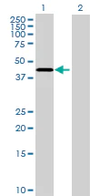Western blot - Anti-NUP43 antibody (AB69447)