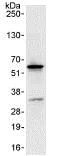 Immunoprecipitation - Anti-NUP50 antibody (AB85915)