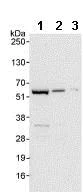 Western blot - Anti-NUP50 antibody (AB85915)