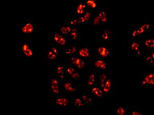 Immunocytochemistry/ Immunofluorescence - Anti-NUP50 antibody [EPR9525] (AB151567)
