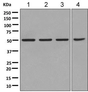 Western blot - Anti-NUP50 antibody [EPR9525] (AB151567)