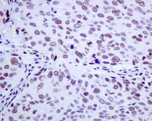 Immunohistochemistry (Formalin/PFA-fixed paraffin-embedded sections) - Anti-NUP50 antibody [EPR9525] - BSA and Azide free (AB240121)