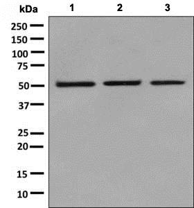 Anti-NUP50 antibody [EPR9526]