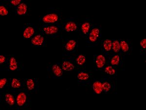 Immunocytochemistry/ Immunofluorescence - Anti-NUP50 antibody [EPR9526] - BSA and Azide free (AB240104)