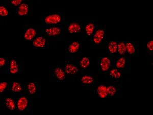 Immunocytochemistry/ Immunofluorescence - Anti-NUP50 antibody [EPR9526] - BSA and Azide free (AB240104)