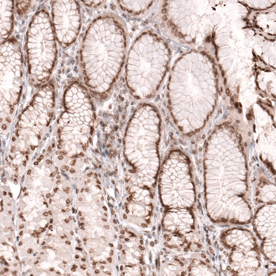 Immunohistochemistry (Formalin/PFA-fixed paraffin-embedded sections) - Anti-NUP54 antibody (AB254722)