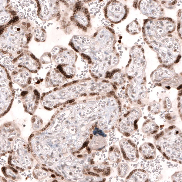 Immunohistochemistry (Formalin/PFA-fixed paraffin-embedded sections) - Anti-NUP54 antibody (AB254722)