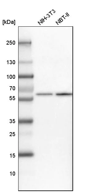 Western blot - Anti-NUP54 antibody (AB254722)