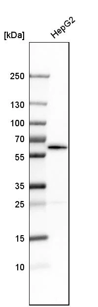 Western blot - Anti-NUP54 antibody (AB254722)