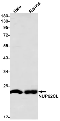 Western blot - Anti-NUP62CL Antibody [S08-1A5] (AB317418)