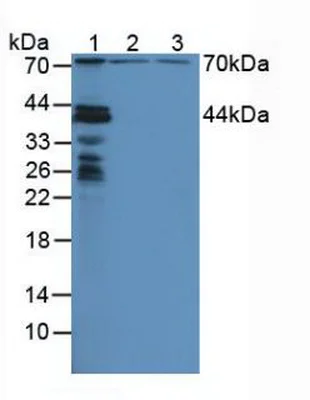 Western blot - Anti-NUP88 antibody (AB231187)