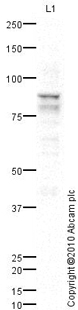 Western blot - Anti-NUP88 antibody (AB79785)