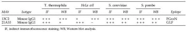 Functional Studies - Anti-NUP98 antibody [13C2 + 21A10] (AB179911)