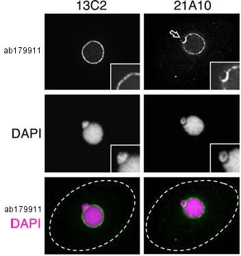 Immunocytochemistry/ Immunofluorescence - Anti-NUP98 antibody [13C2 + 21A10] (AB179911)