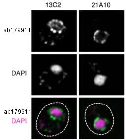 Immunocytochemistry/ Immunofluorescence - Anti-NUP98 antibody [13C2 + 21A10] (AB179911)