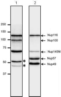 Western blot - Anti-NUP98 antibody [13C2 + 21A10] (AB179911)
