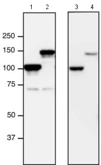 Western blot - Anti-NUP98 antibody [13C2 + 21A10] (AB179911)