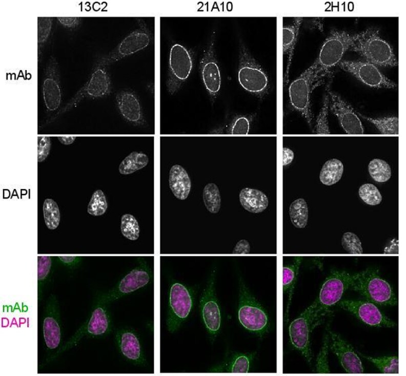 Immunocytochemistry/ Immunofluorescence - Anti-NUP98 antibody [13C2 + 21A10] - BSA and Azide free (AB179911), expandable thumbnail