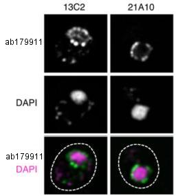 Immunocytochemistry/ Immunofluorescence - Anti-NUP98 antibody [13C2 + 21A10] - BSA and Azide free (ab179911), expandable thumbnail
