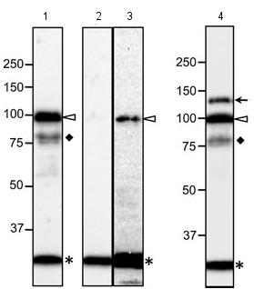 Western blot - Anti-NUP98 antibody [13C2 + 21A10] - BSA and Azide free (AB179911), expandable thumbnail