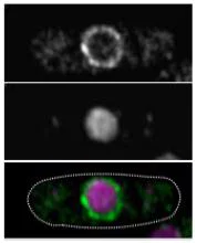 Immunocytochemistry/ Immunofluorescence - Anti-NUP98 antibody [13C2] (AB179894)