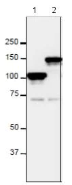 Western blot - Anti-NUP98 antibody [13C2] (AB179894)