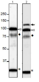 Western blot - Anti-NUP98 antibody [13C2] (AB179894)