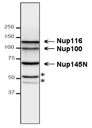 Western blot - Anti-NUP98 antibody [13C2] (AB179894)