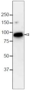 Western blot - Anti-NUP98 antibody [13C2] (AB179894)