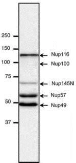 Western blot - Anti-NUP98 antibody [21A10] (AB179909)