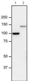 Western blot - Anti-NUP98 antibody [21A10] (AB179909)