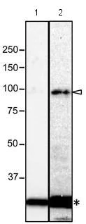 Western blot - Anti-NUP98 antibody [21A10] (AB179909)